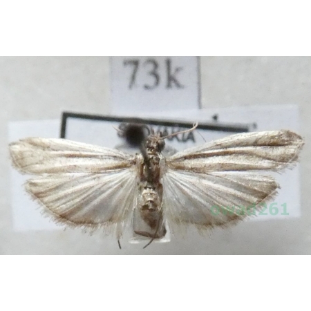 Phycitodes binaevella (Hübner, 1813) Slovakia73k